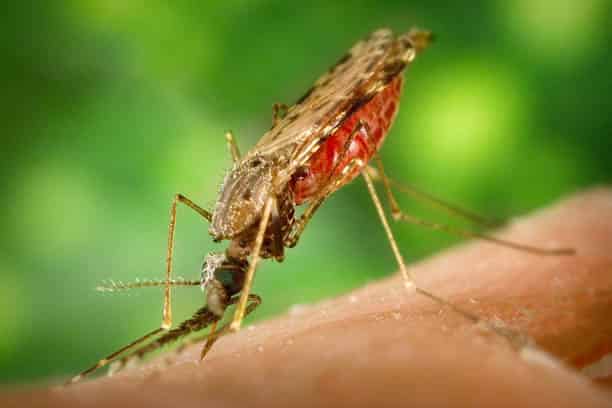 informed healthcare solutions malaria facts april 2019 newsletter mosquito drinking blood