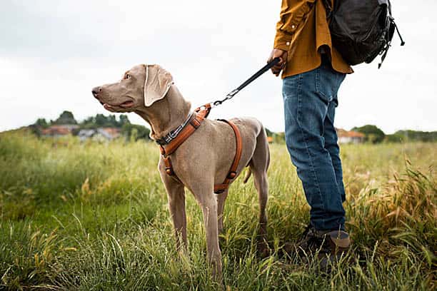 heart awareness month september 2022 get exercise like walking the dog